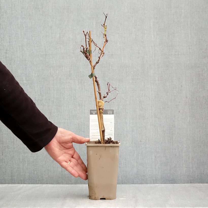 Exemplar von Weinrebe Chasselas Cioutat Topf mit 1,5L/2L wie im Herbst geliefert