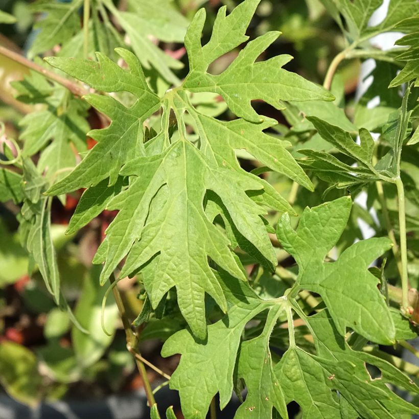 Weinrebe Chasselas Cioutat (Foliage)