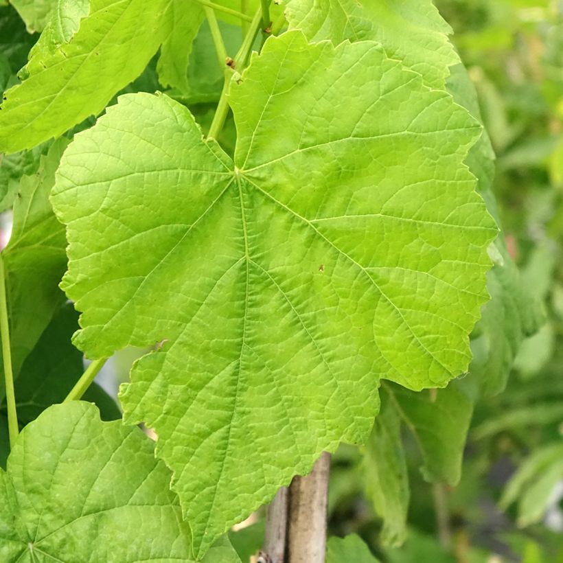 Weinrebe Citrina (Foliage)