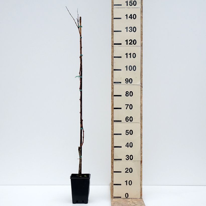 Example of Weinrebe Citrina Topf mit 1,5L/2L as you get in hiver