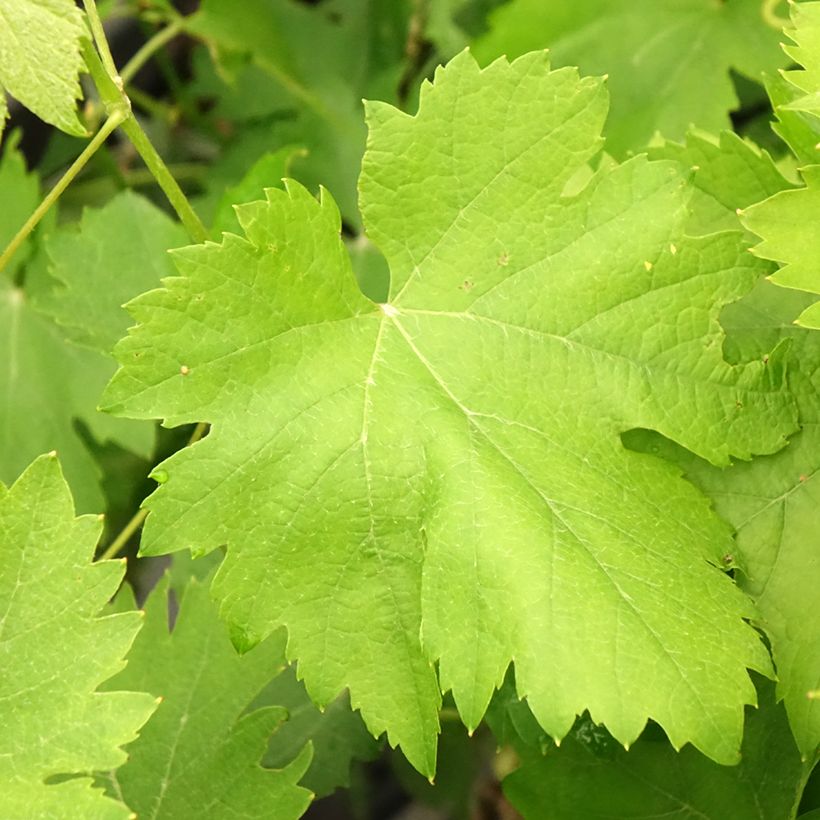 Weinrebe Cortese (Foliage)
