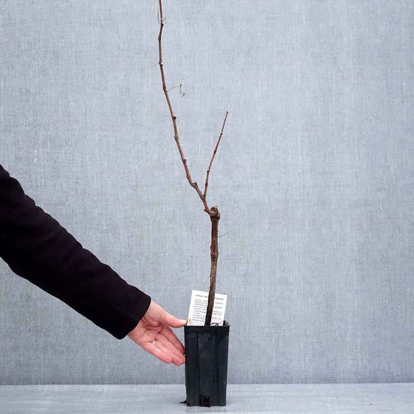 Exemplar von Weinrebe Cortese Topf mit 1,5L/2L wie im Winter geliefert