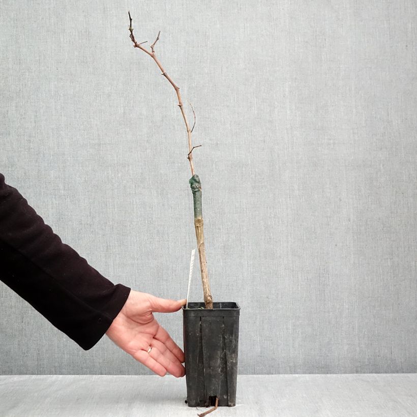 Exemplar von Weinrebe Croatina Topf mit 1,5L/2L wie im Herbst geliefert