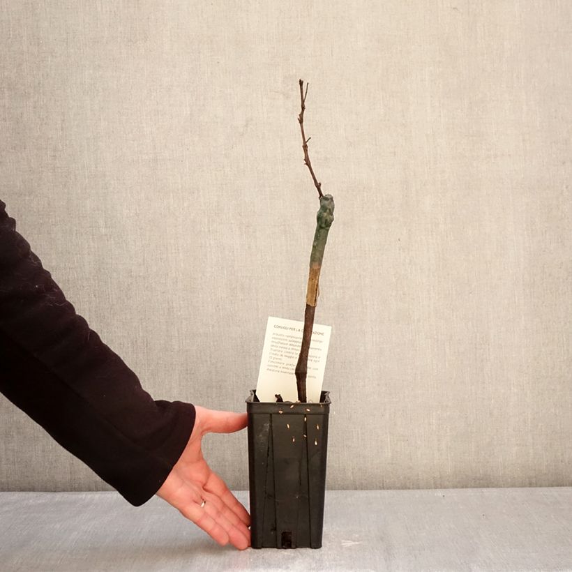 Exemplar von Weinrebe Croatina Topf mit 1,5L/2L wie im Winter geliefert