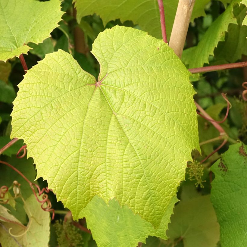 Vitis coignetiae - Zier-Wein (Foliage)