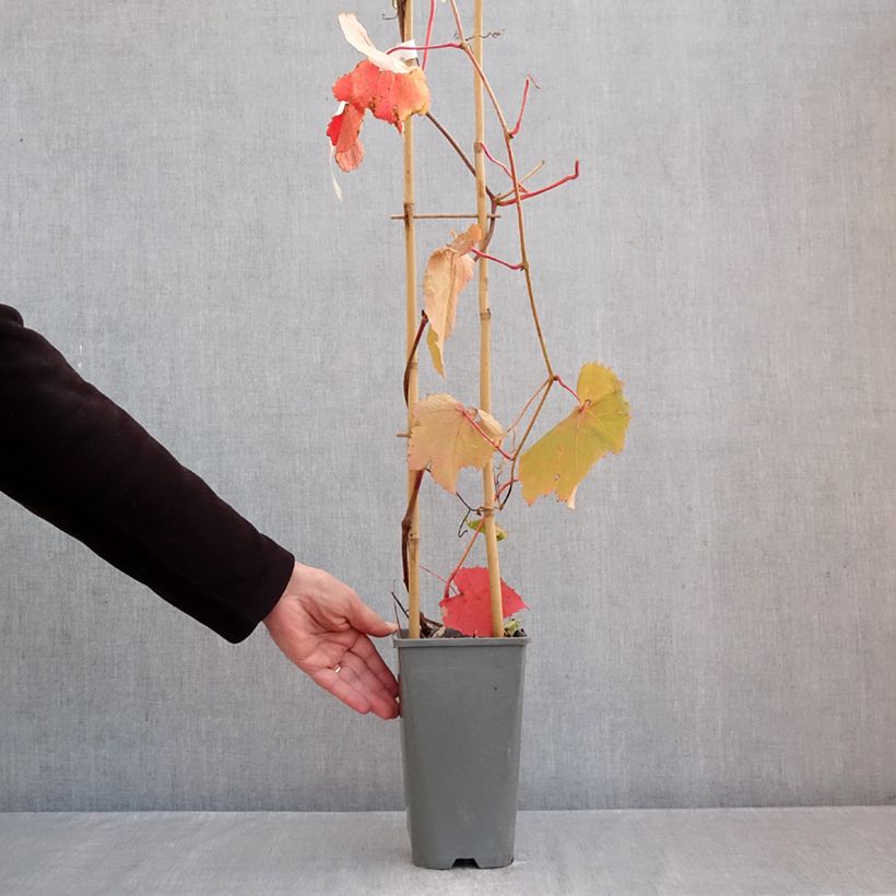 Exemplar von Vitis coignetiae Sunning Dale - Zier-Wein Topf mit 3L/4L wie im Herbst geliefert