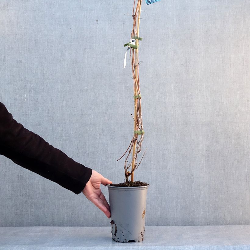 Example of Ufer-Rebe - Vitis riparia Topf mit 3L/4L as you get in hiver