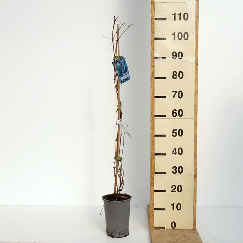 Exemplar von Ufer-Rebe - Vitis riparia Topf mit 3L/4L wie im Frühjahr geliefert