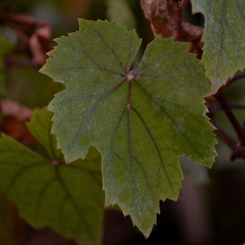 Weinrebe Purpurea (Foliage)