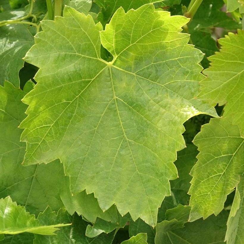 Weinrebe Dattier de Beyrouth (Foliage)