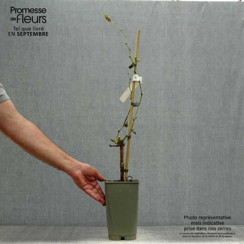 Example of Weinrebe Dattier de Beyrouth Topf mit 1,5L/2L as you get in automne