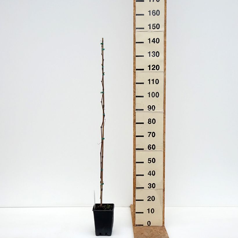 Exemplar von Weinrebe Agata - Vitis (x) vinifera Topf mit 1,5L/2L wie im Herbst geliefert