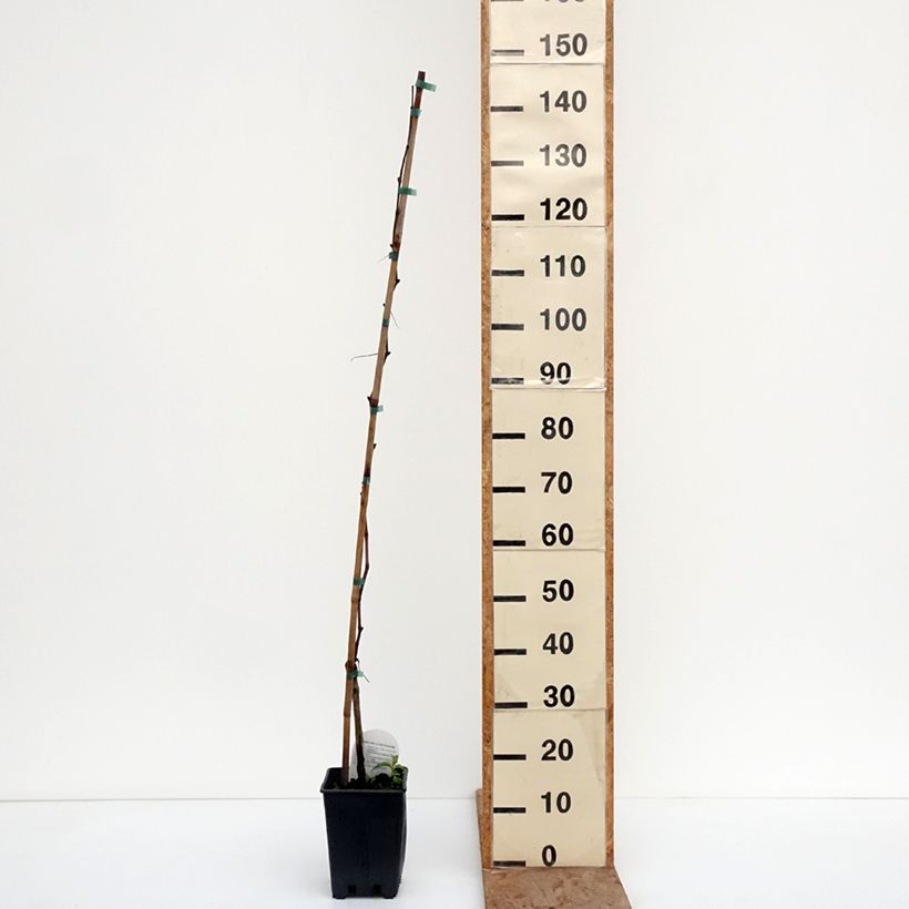 Exemplar von Weinrebe Agata - Vitis (x) vinifera Topf mit 1,5L/2L wie im Winter geliefert