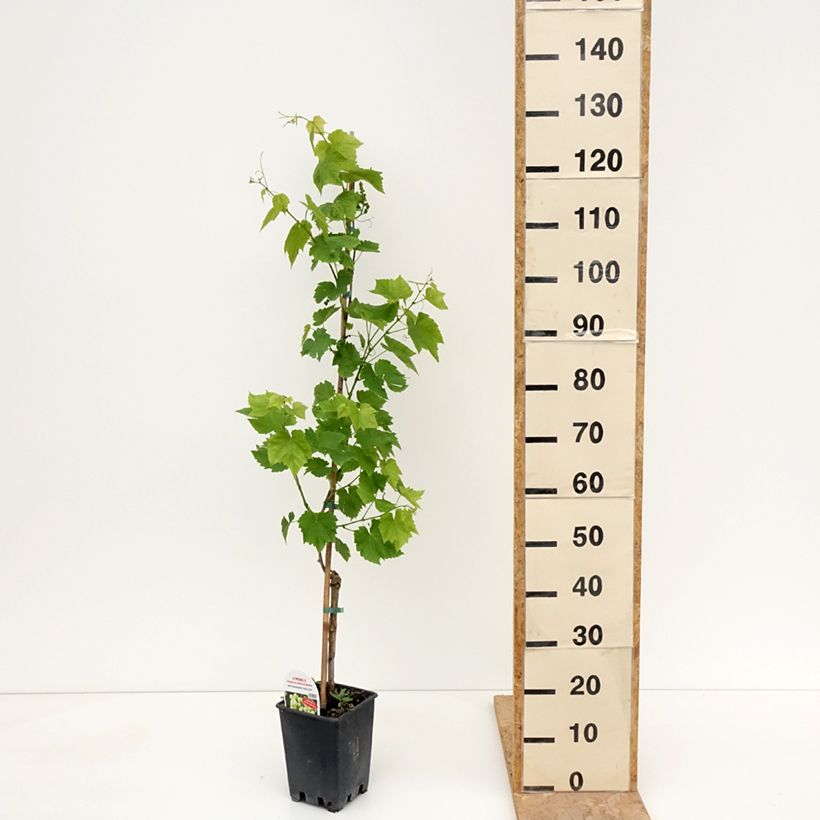 Example of Weinrebe Ambra - Vitis (x) vinifera Topf mit 1,5L/2L as you get in printemps