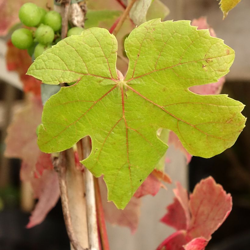 Weinrebe Attika (Foliage)