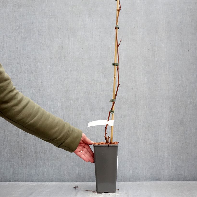 Exemplar von Weinrebe Attika Topf mit 2L/3L wie im Winter geliefert