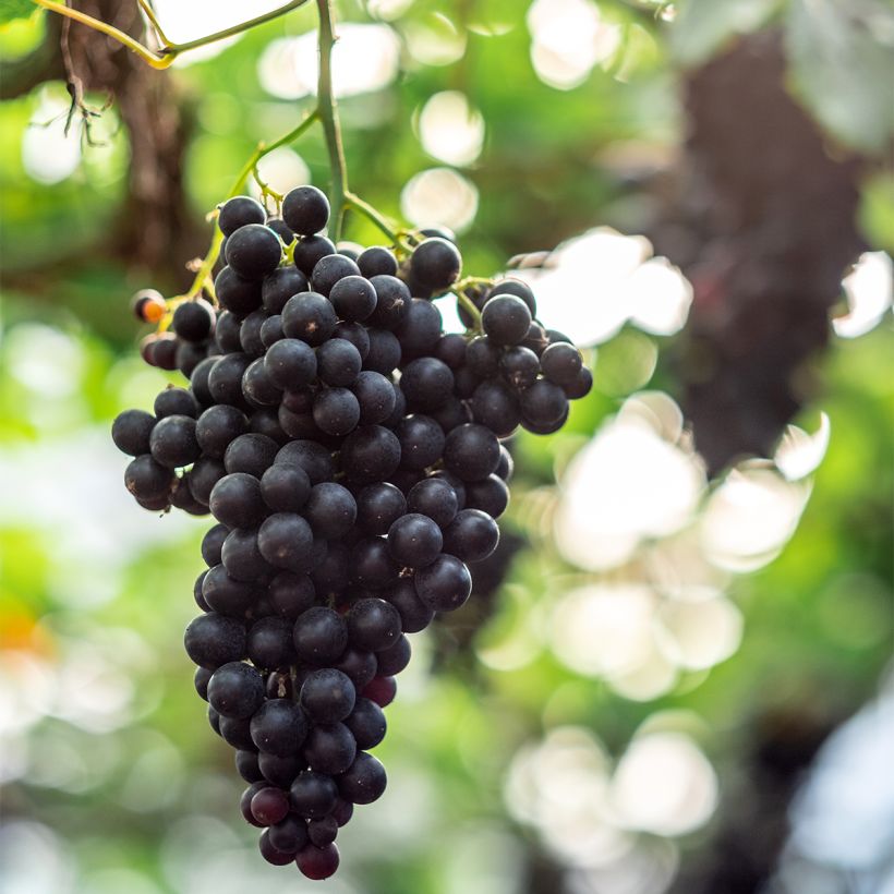 Weinrebe Autumn Royal (Harvest)