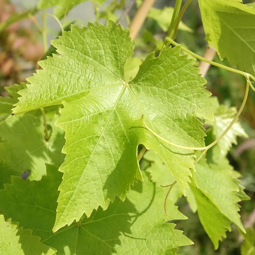 Weinrebe Autumn Royal (Foliage)