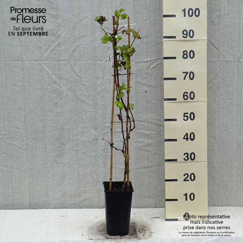 Example of Weinrebe Autumn Royal Topf mit 2L/3L as you get in automne
