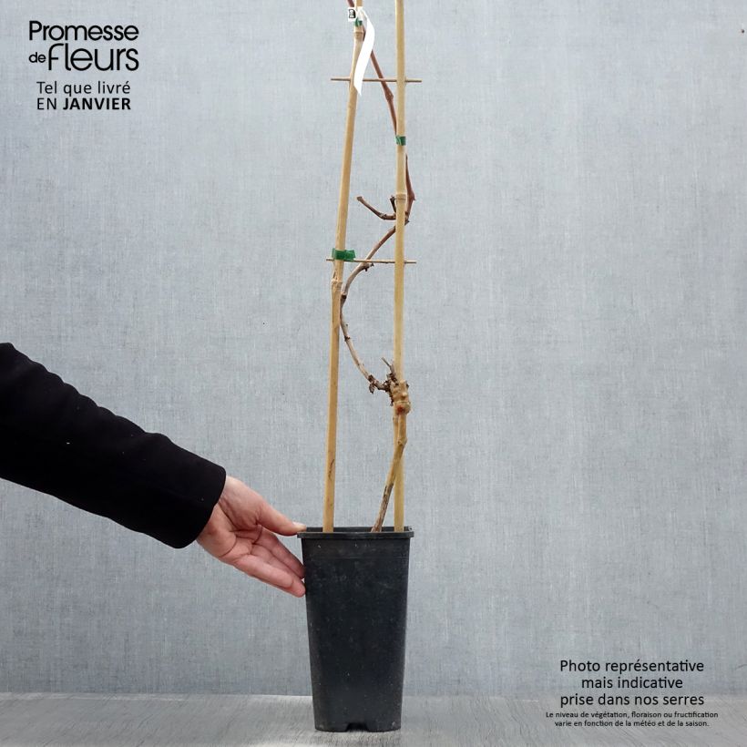 Exemplar von Weinrebe Autumn Royal Topf mit 2L/3L wie im Winter geliefert