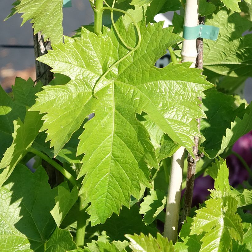 Weinrebe Corniola (Foliage)