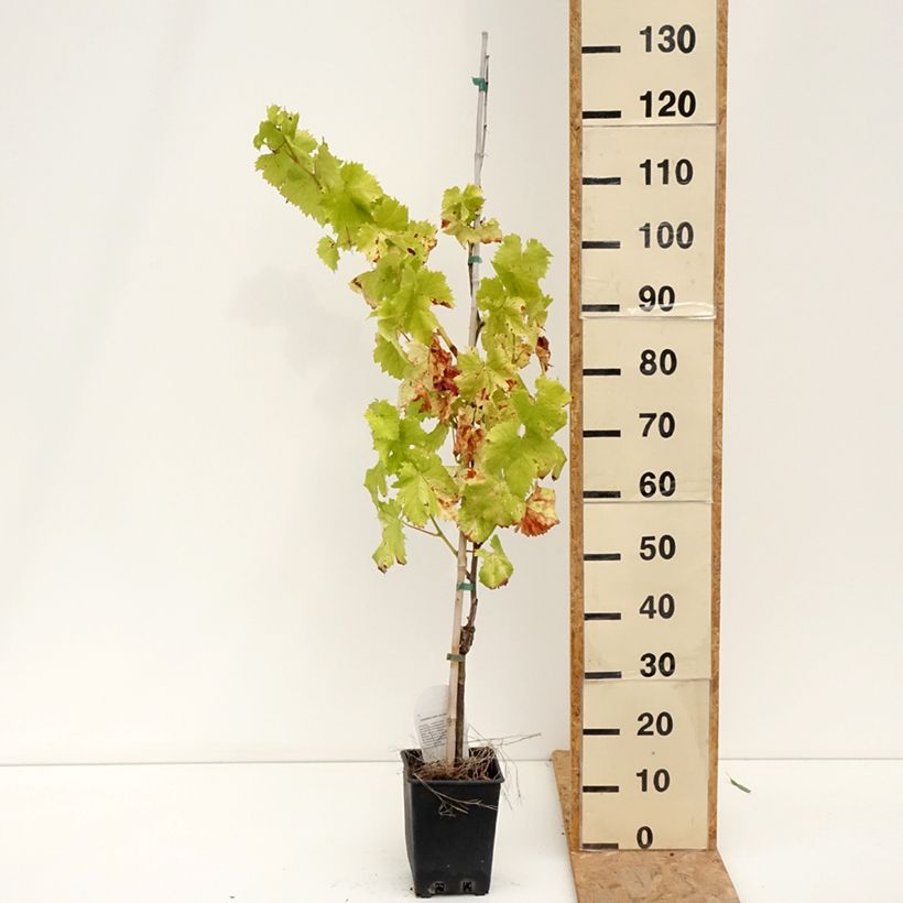 Example of Weinrebe Corniola Topf mit 1,5L/2L as you get in ete