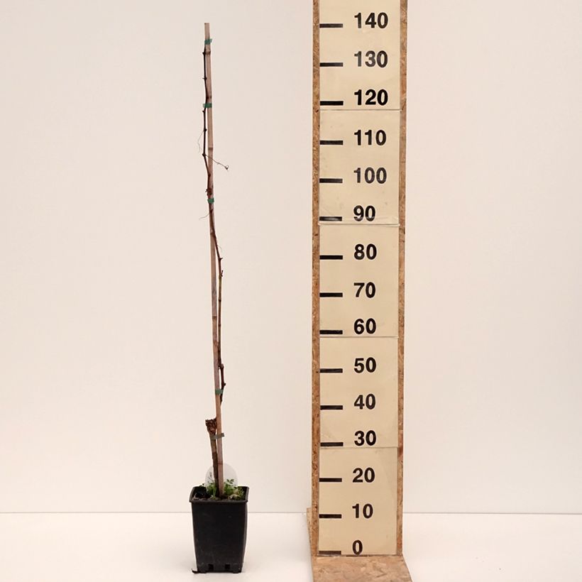 Exemplar von Weinrebe Corniola Topf mit 1,5L/2L wie im Winter geliefert