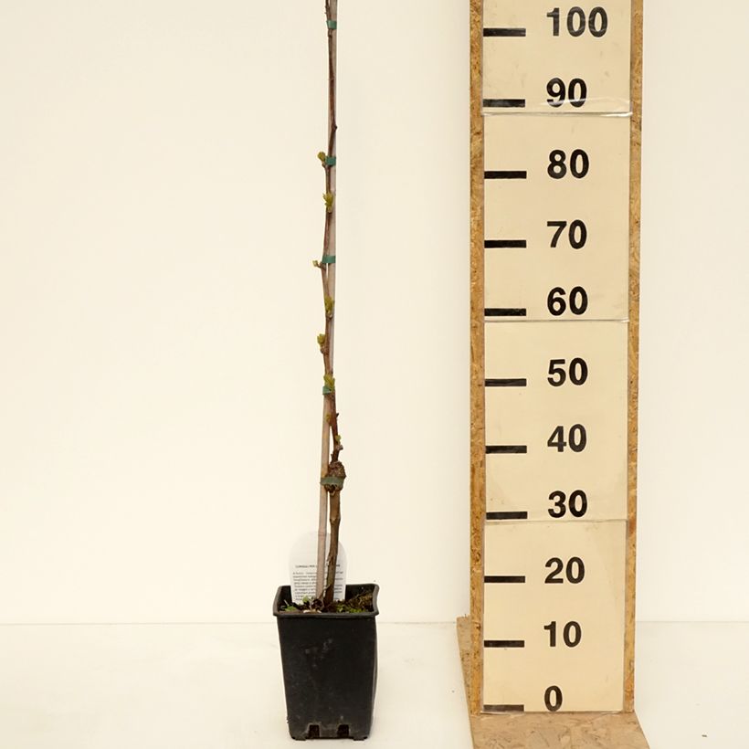 Exemplar von Weinrebe Corniola Topf mit 1,5L/2L wie im Frühjahr geliefert