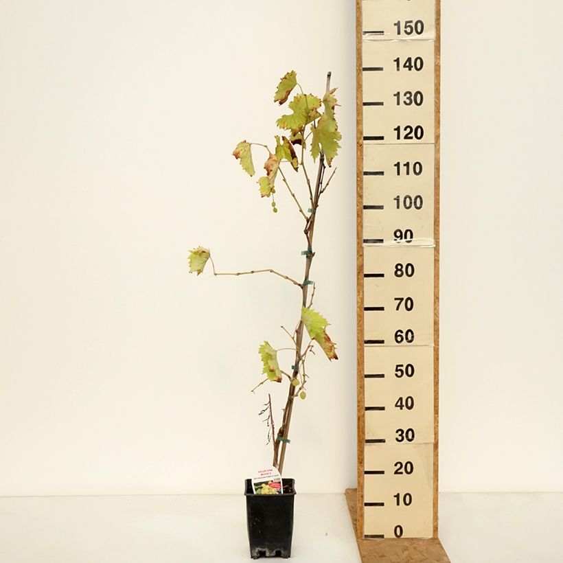 Exemplar von Weinrebe Francese Bianca, Blanche de France - Vitis Topf mit 3L/4L wie im Herbst geliefert