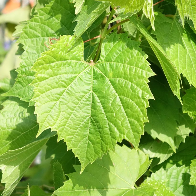 Weinrebe Francese Nera, Noire de France - Vitis x hybrida (Foliage)