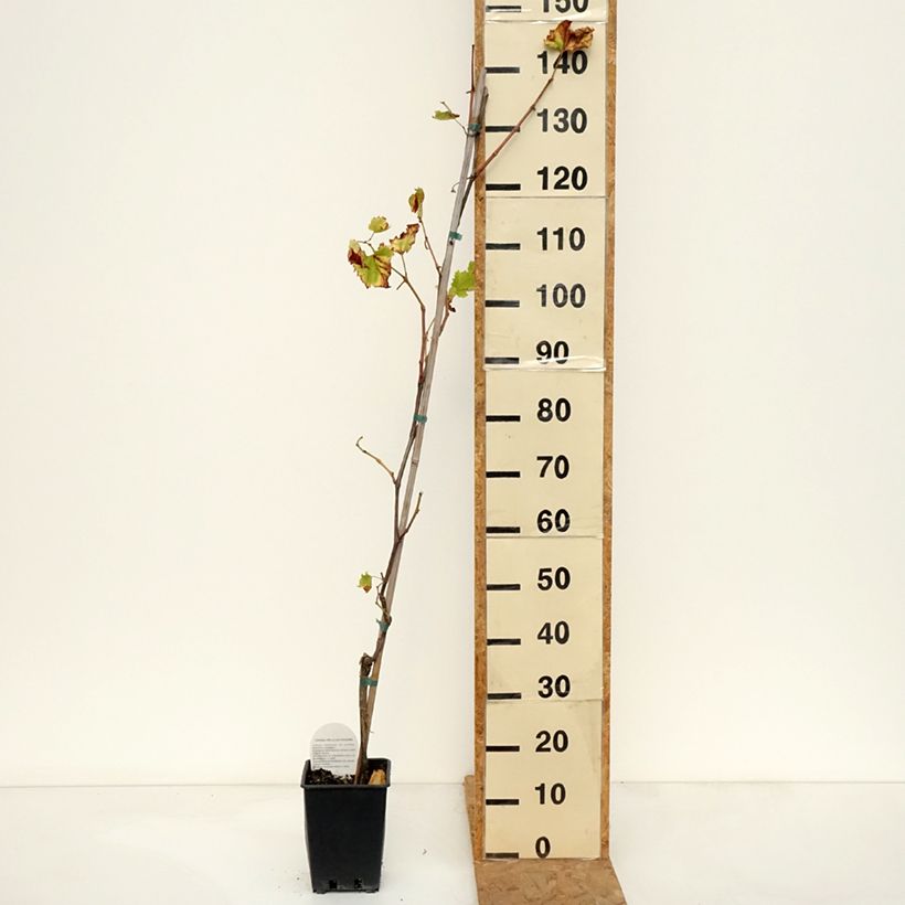 Exemplar von Weinrebe Francese Nera, Noire de France - Vitis x hybrida Topf mit 1,5L/2L wie im Herbst geliefert