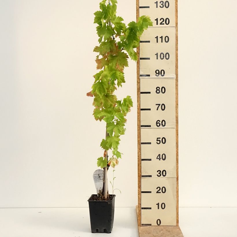Example of Weinrebe Leopoldo Topf mit 1,5L/2L as you get in ete