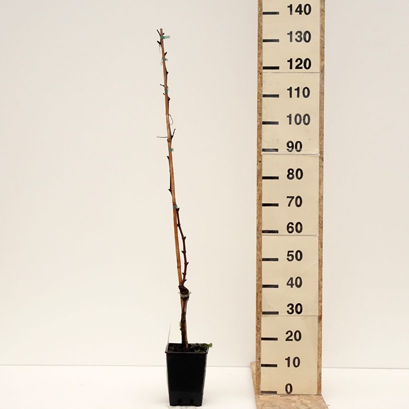 Exemplar von Weinrebe Leopoldo Topf mit 1,5L/2L wie im Winter geliefert