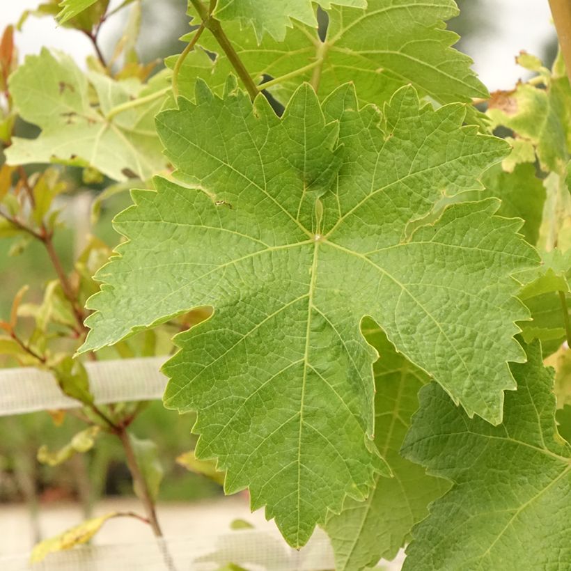 Weinrebe Lilla (Foliage)