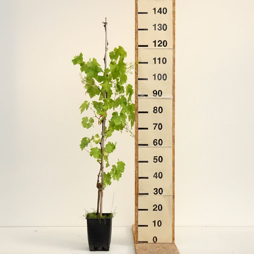 Example of Weinrebe Luglienga Topf mit 1,5L/2L as you get in ete