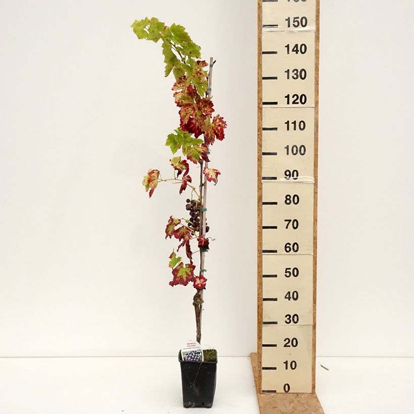 Example of Weinrebe Michele Palieri Topf mit 1,5L/2L as you get in ete