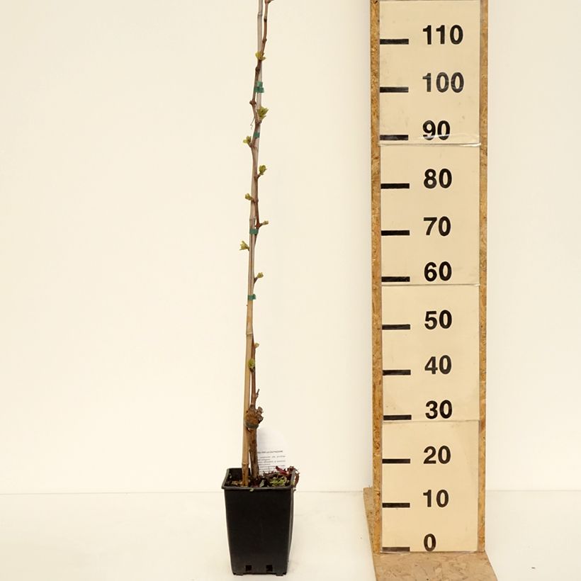 Exemplar von Weinrebe Michele Palieri Topf mit 1,5L/2L wie im Frühjahr geliefert