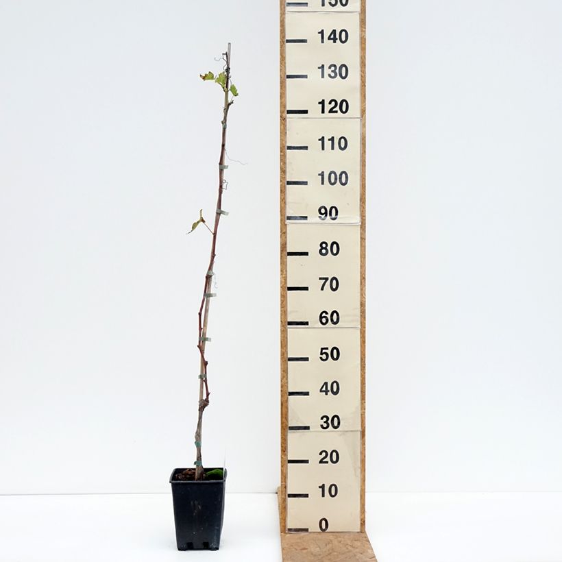 Exemplar von Weinrebe Moscato d'Adda Topf mit 1,5L/2L wie im Herbst geliefert