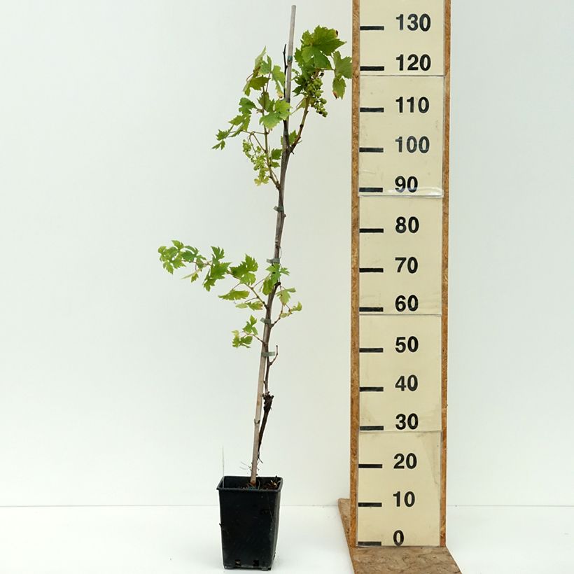 Exemplar von Vigne de table Moscato d'Adda - Vitis vinifera Pot de 1,5L/2L wie im Sommer geliefert