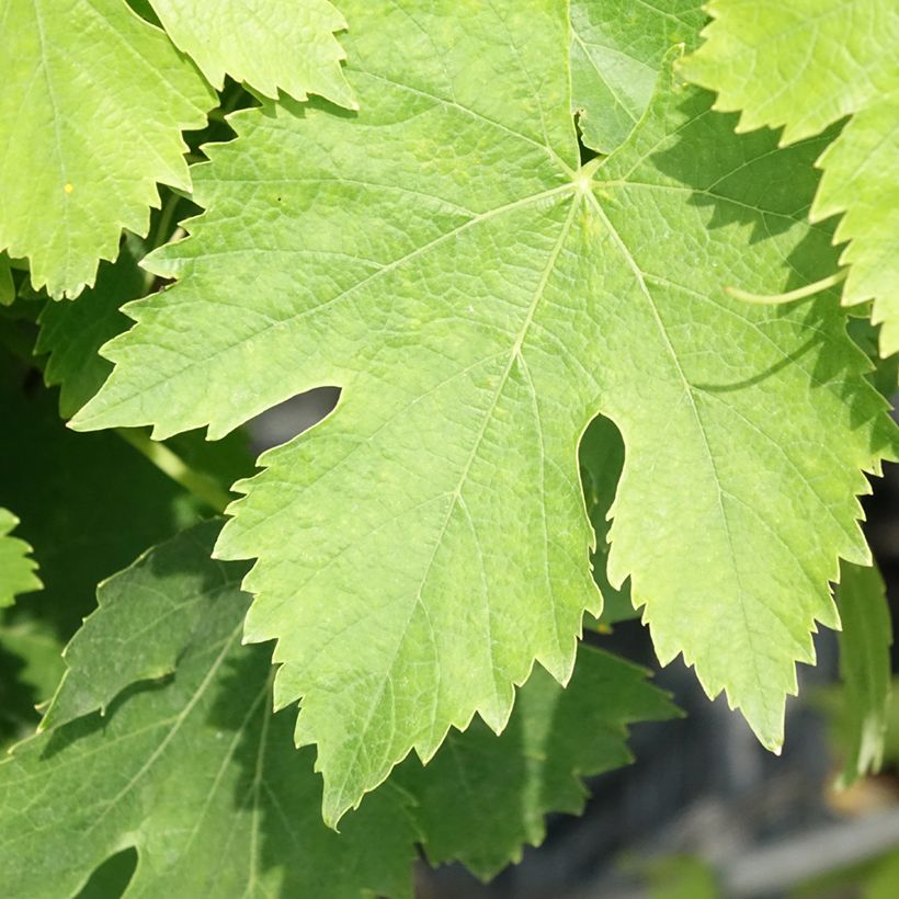 Weinrebe Moscato Giallo (Foliage)
