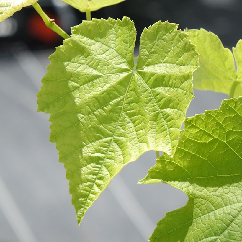 Weinrebe Opalina - Vitis labrusca x vinifera (Foliage)