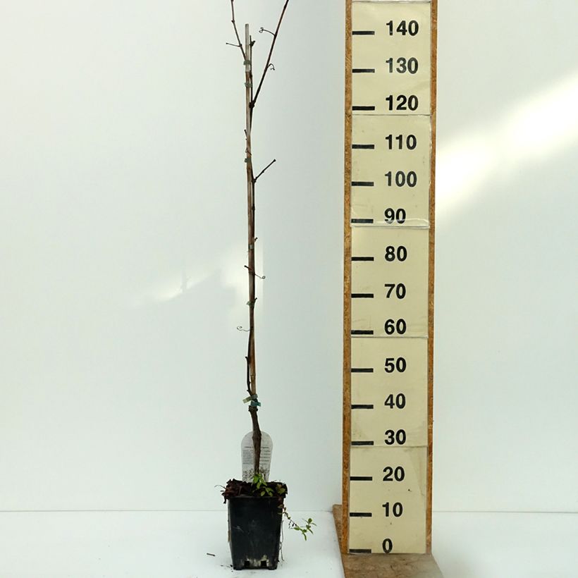 Exemplar von Weinrebe Opalina - Vitis labrusca x vinifera Topf mit 1,5L/2L wie im Herbst geliefert