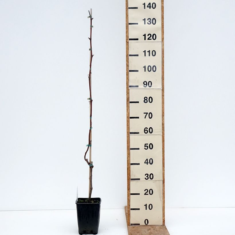 Exemplar von Weinrebe Opalina - Vitis labrusca x vinifera Topf mit 1,5L/2L wie im Winter geliefert