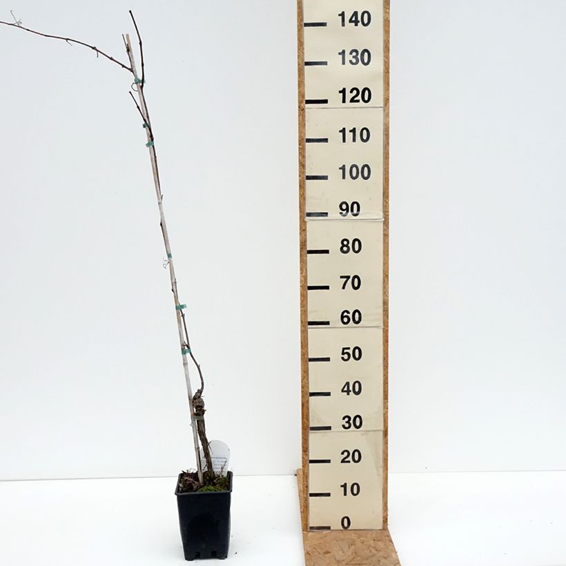 Exemplar von Weinrebe Opalina - Vitis labrusca x vinifera Topf mit 3L/4L wie im Herbst geliefert
