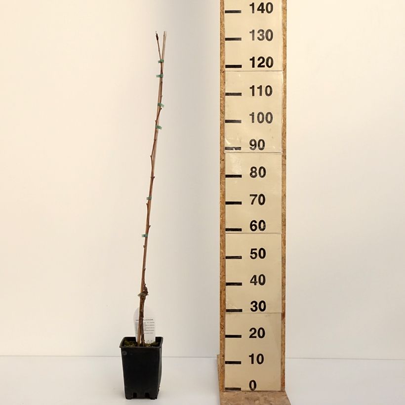 Example of Weinrebe Opalina - Vitis labrusca x vinifera Topf mit 3L/4L as you get in hiver