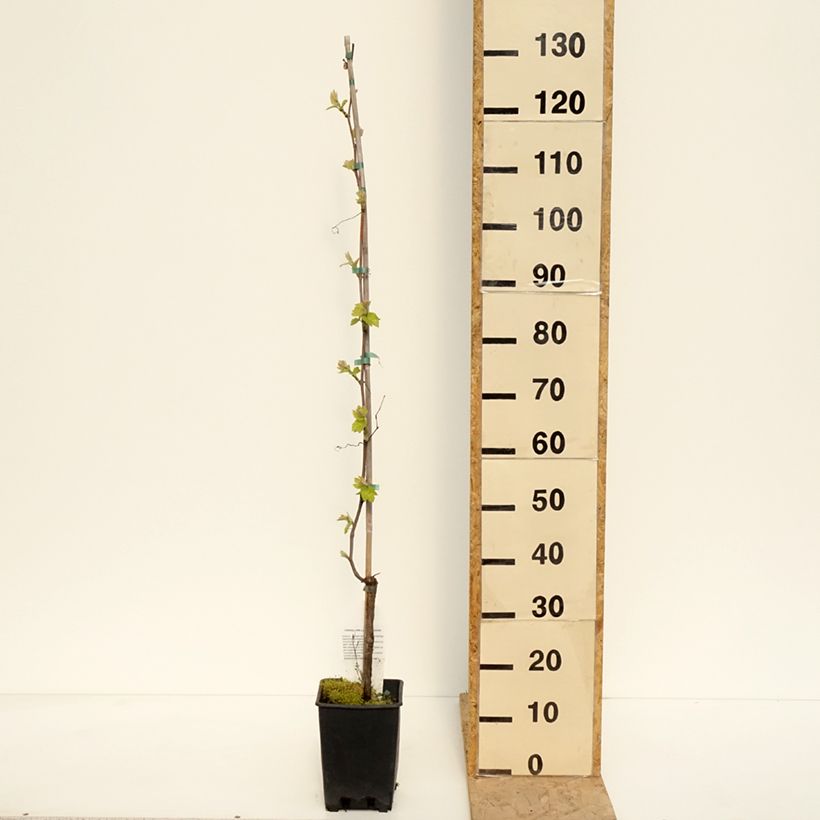 Exemplar von Weinrebe Opalina - Vitis labrusca x vinifera Topf mit 3L/4L wie im Frühjahr geliefert