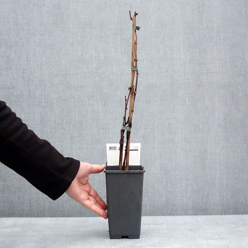 Exemplar von Weinrebe Picurka Topf mit 1,5L/2L, Strauch/Busch, mehrstämmig wie im Winter geliefert