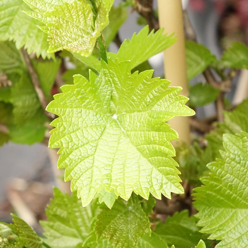 Weinrebe Picurka (Foliage)