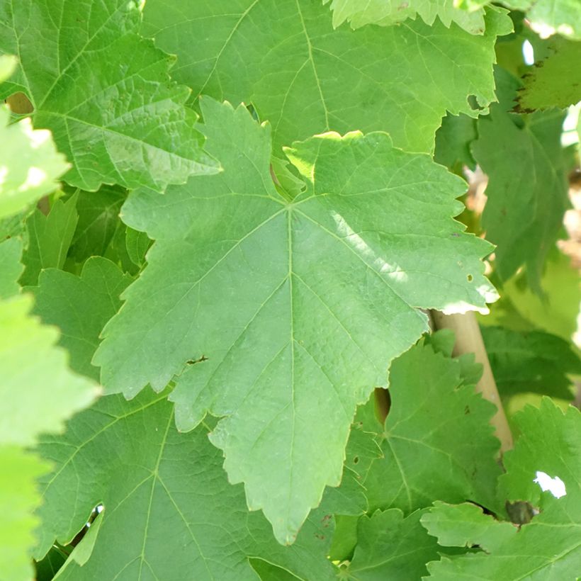 Weinrebe Pizzutello Bianco, Cornichon blanc (Foliage)