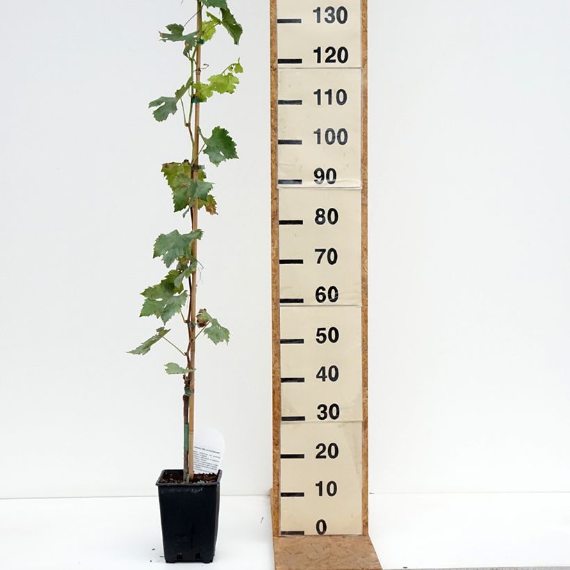 Exemplar von Weinrebe Pizzutello Bianco, Cornichon blanc Topf mit 1,5L/2L wie im Herbst geliefert